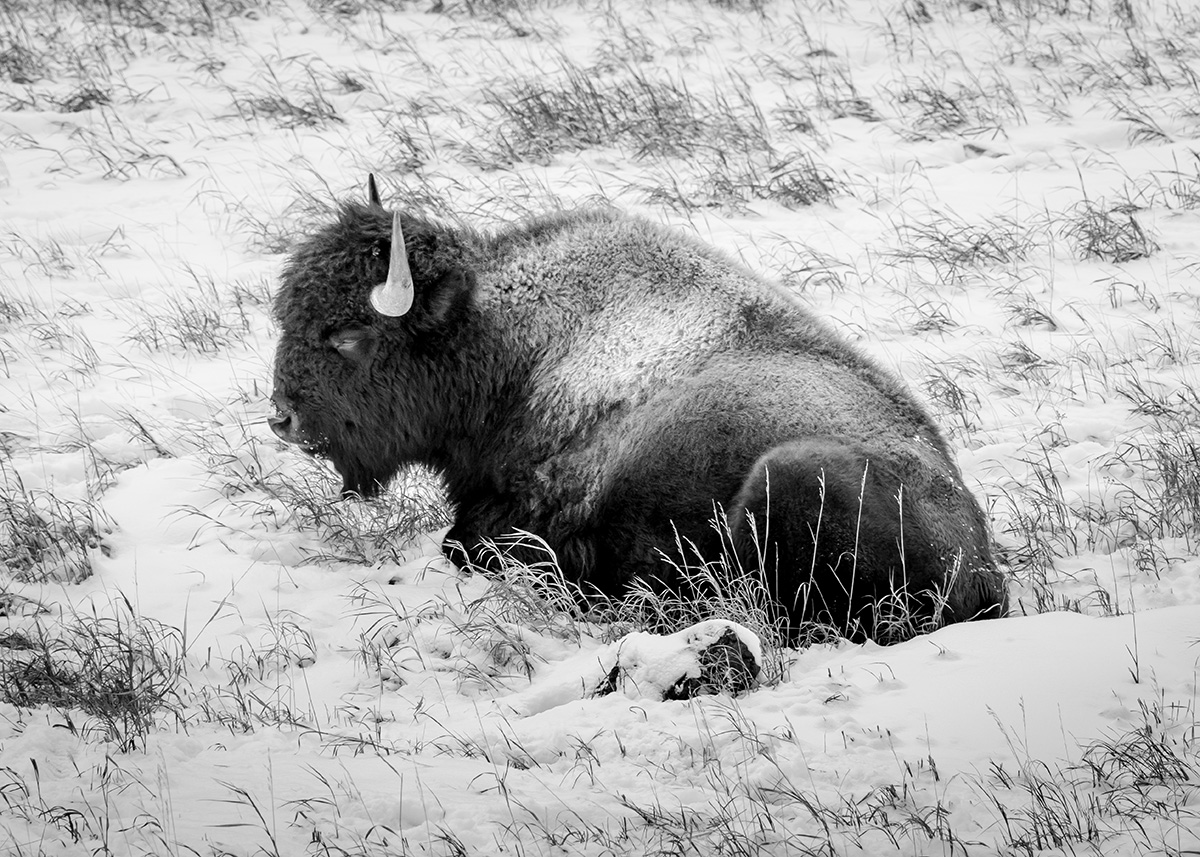 BisonMT1_m