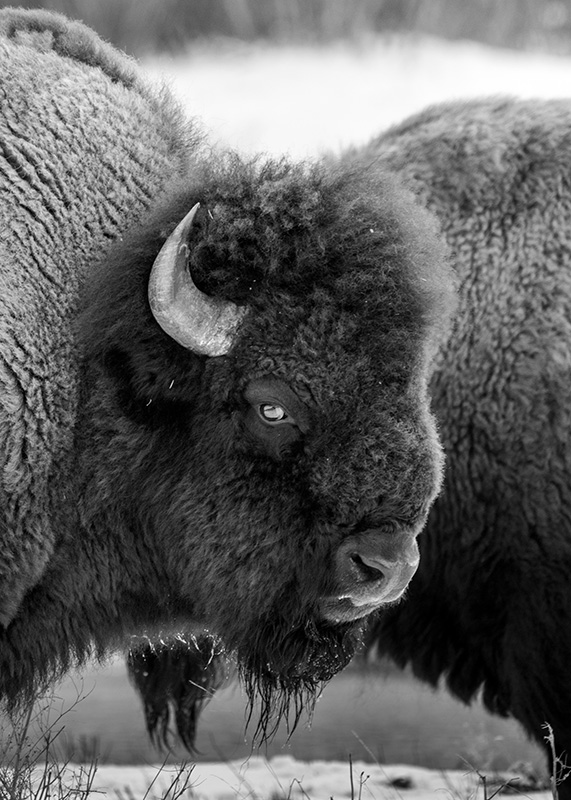 BisonMT2_s BisonMT2_s