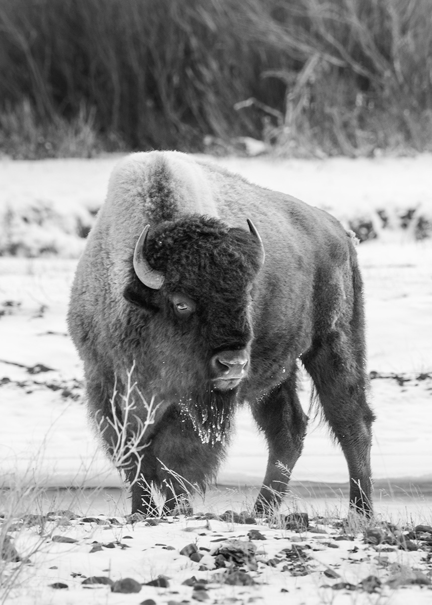 BisonMT4_m