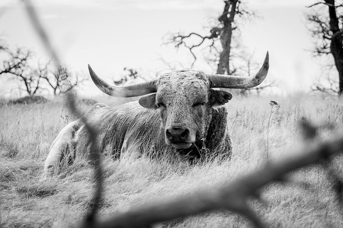 Longhorn1_m