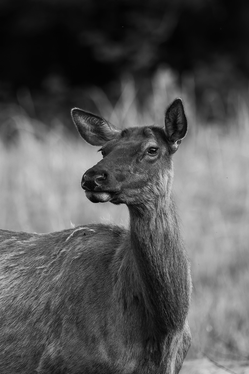 SMNP-Elk2_m